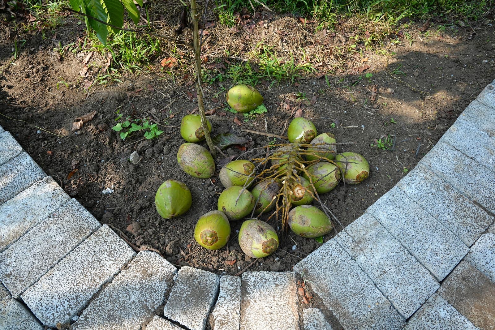Coconuts On Pavement — Kaivalyam Homestay, Padichira, Wayanad