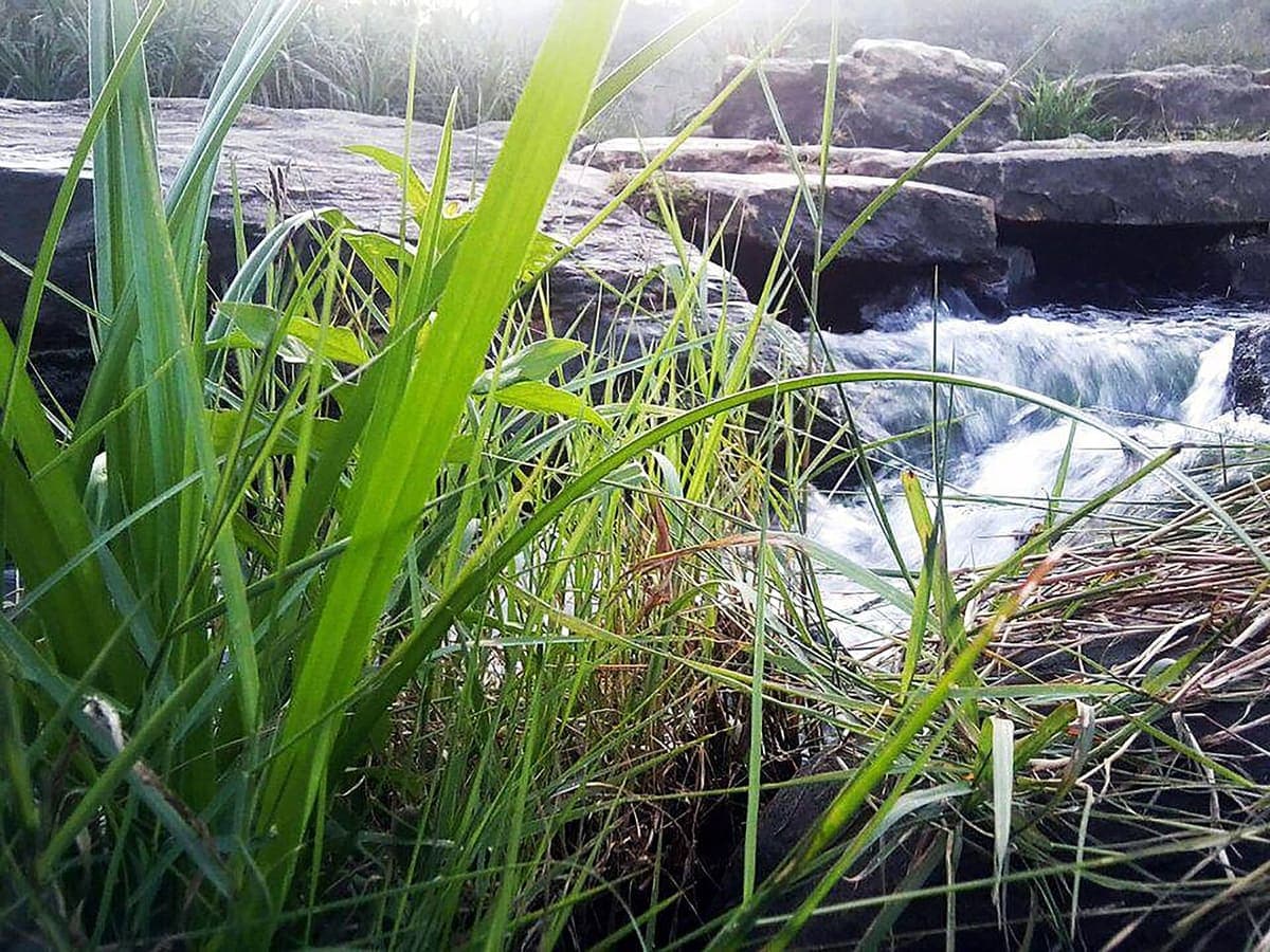 Vanaparvam Biodiversity Park — Historic Sites & Gardens near Kaivalyam Homestay, Wayanad