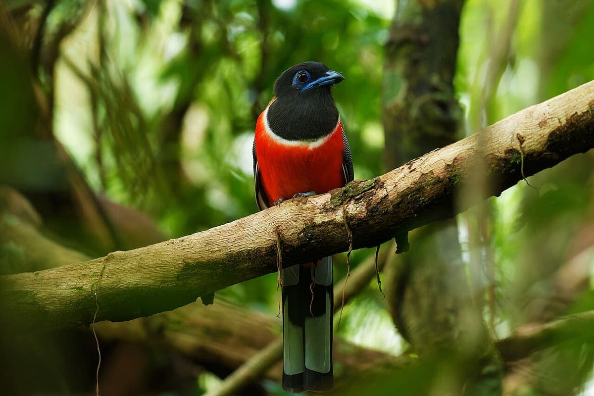 Begur Wildlife — Nature & Wildlife Areas near Kaivalyam Homestay, Wayanad
