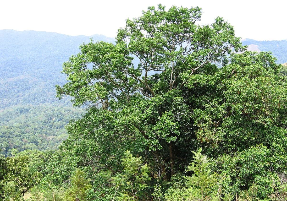 Pakshipathalam — Nature & Wildlife Areas near Kaivalyam Homestay, Wayanad