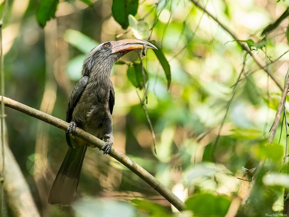 Malabar Wildlife — Wildlife, Zoos & Aquariums near Kaivalyam Homestay, Wayanad