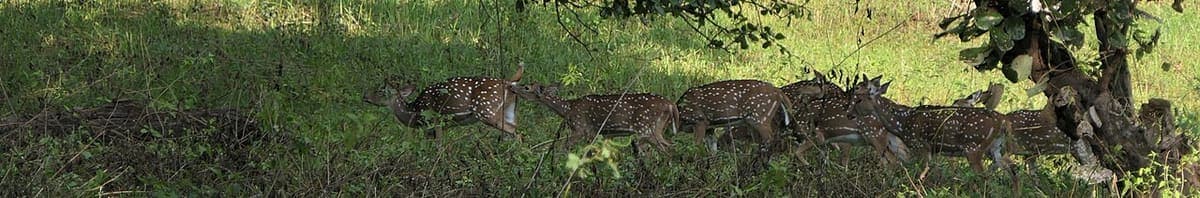 Tholpetty Wildlife — Wildlife, Zoos & Aquariums near Kaivalyam Homestay, Wayanad