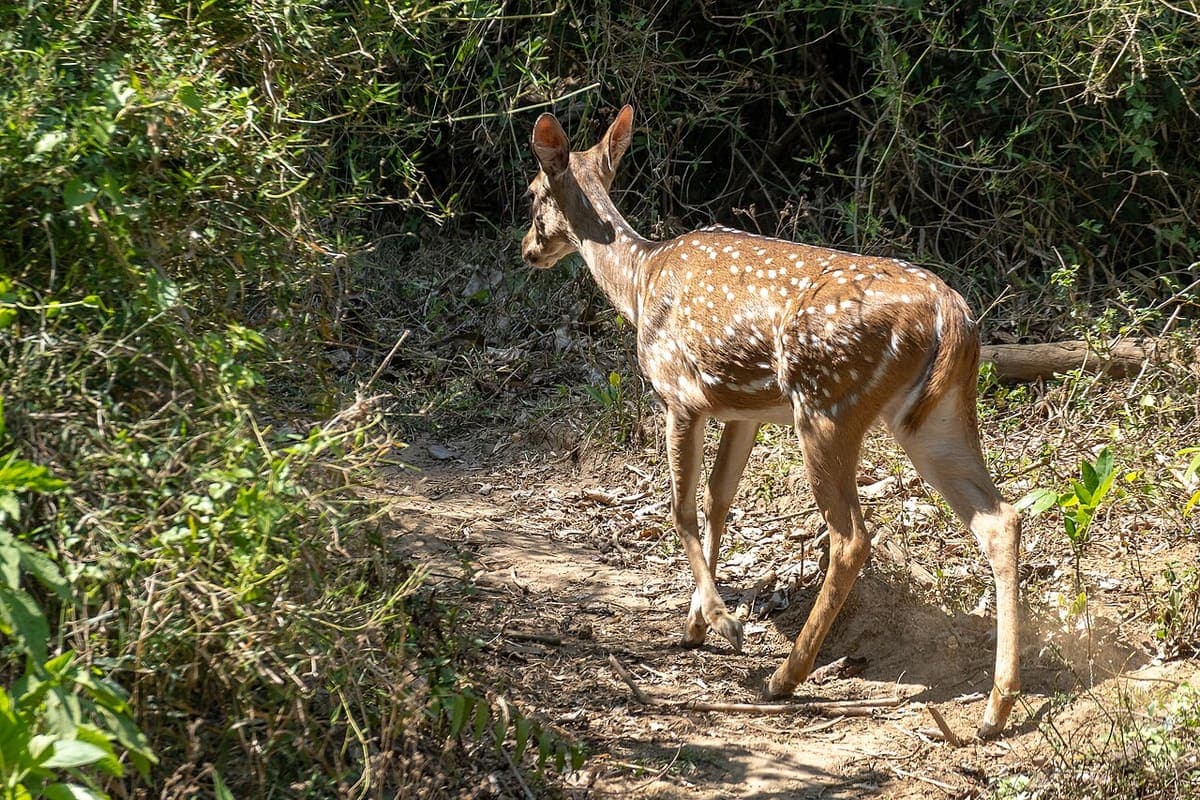 Wayanad Wildlife Sanctuary — Wildlife, Zoos & Aquariums near Kaivalyam Homestay, Wayanad