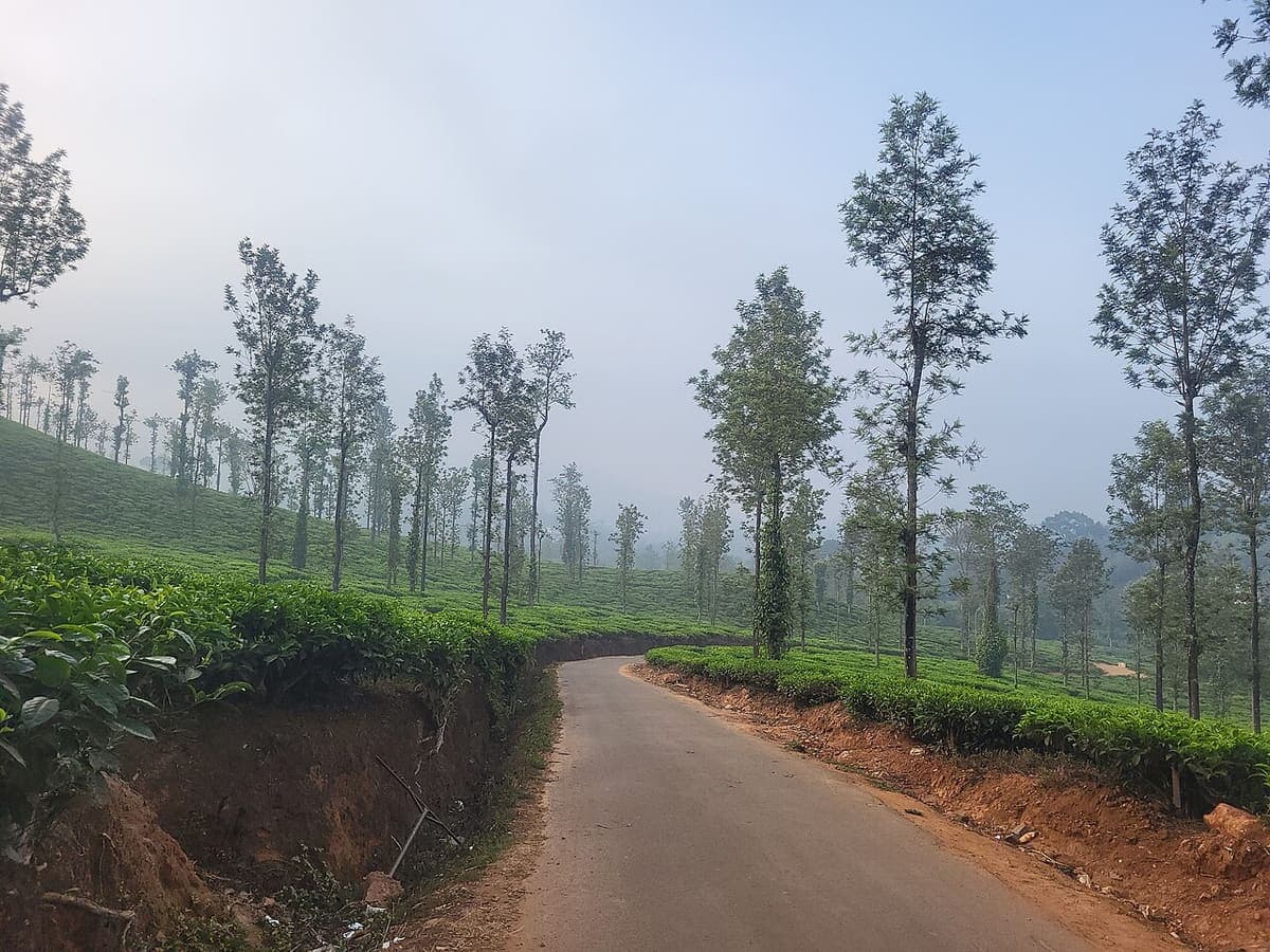 Tea Plantation — Art Galleries & Theme Parks near Kaivalyam Homestay, Wayanad