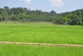 Emerald paddy fields of Wayanad, the land of paddy fields